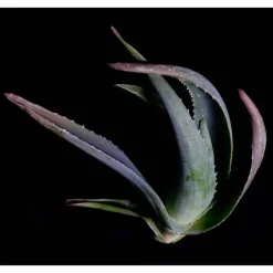 Aloe Vera Body Firming Gel, 100 ml