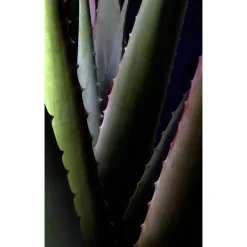 Aloe Vera Creme rich ohne Duft, 30 ml