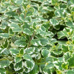 Boswellia MSM forte Dr. Jacob`s Tabletten, 90 St