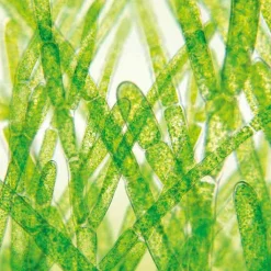 DHA-EPA-Algenöl Dr. Jacob`s Kapseln, 60 St