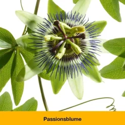 dystoLoges® Tabletten, 100 St