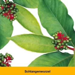 dystoLoges Tropfen, 50 ml