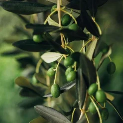 Oliveda Reinigungsgel purifying, 100 ml