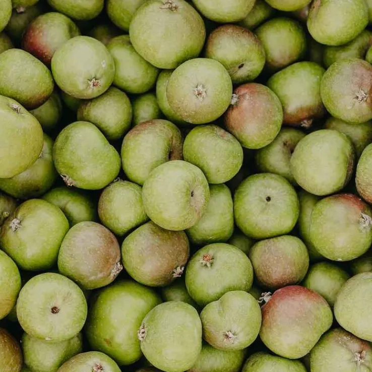 Rausch Anti-Pollution-Peeling-Shampoo mit Schweiz.Apf., 30 ml