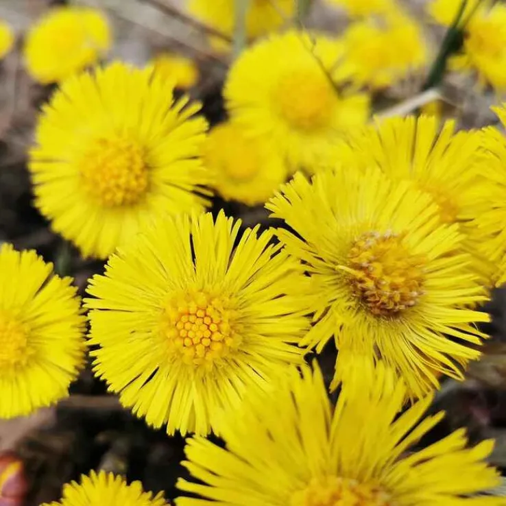 Rausch Anti-Schuppen-Conditioner mit Huflattich, 30 ml