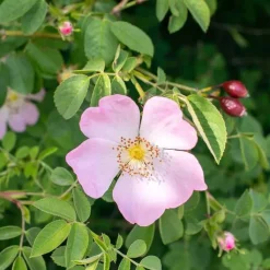 Rausch Farbschutz-Shampoo mit Wildrose, 200 ml