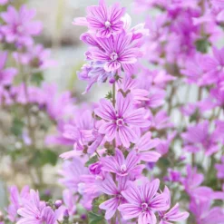 Rausch Malven Shower Gel, 50 ml