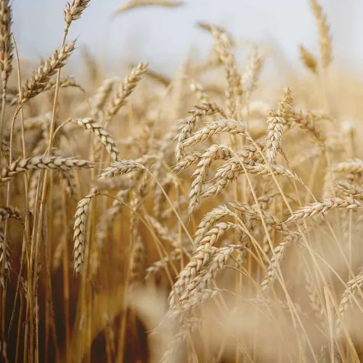 Rausch Nähr-Shampoo mit Ei-Öl, 200 ml