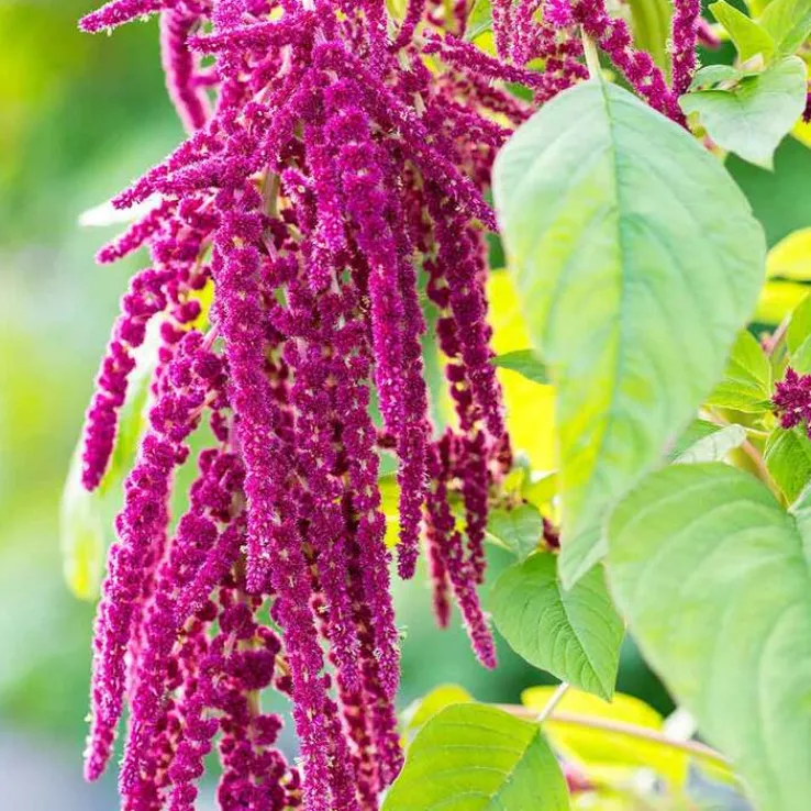 Rausch Repair-Conditioner mit Amaranth, 150 ml