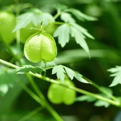 Rausch Sensitive-Shampoo mit Herzsamen, 40 ml