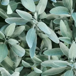 Rausch Silberglanz-Kur mit Salbei, 100 ml