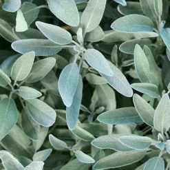 Rausch Silberglanz-Shampoo mit Salbei, 200 ml