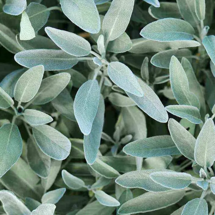 Rausch Silberglanz-Shampoo mit Salbei, 200 ml