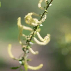 Rausch Spezial-Shampoo mit Weidenrinde, 40 ml