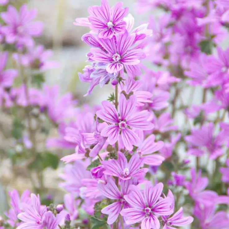 Rausch Volumen-Spray mit Malve, 100 ml