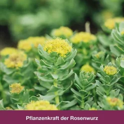 rhodioLoges® 200 mg Filmtabletten, 120 St