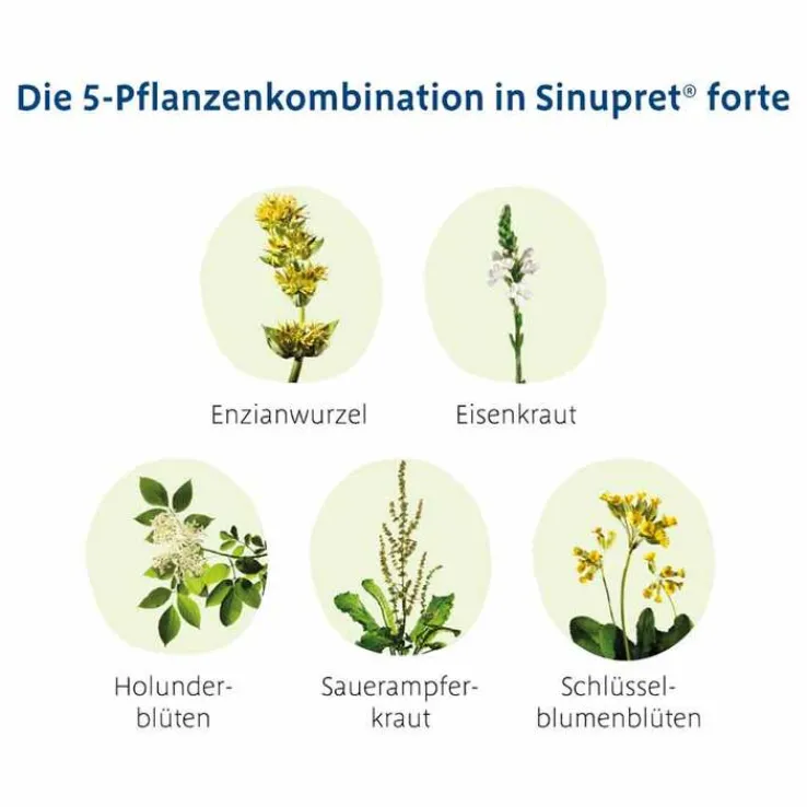 Sinupret forte überzogene Tabletten, 20 St