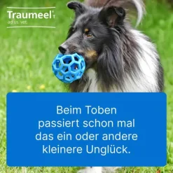 Traumeel T ad us. vet. Tabletten für Hund und Katze, 100 St