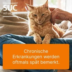 Ubichinon compositum ad us. vet. Ampullen, 10 St